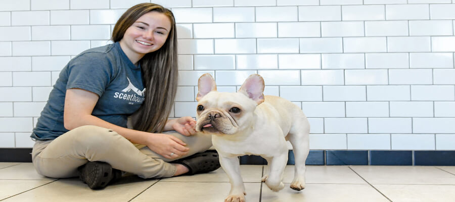Natural Remedies for Common Dog Ailments